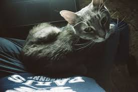 Why Does My Cat Sleep On Me When I M Sick Do Cats Comfort Ill Owners Cats Cat Sleeping Cat Pictures For Kids