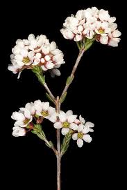Image result for Floscopa glomerata