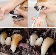 Pet Dog Cat Teeth Cleaning Pen Teeth Health Teeth Cleaning Dog Teeth