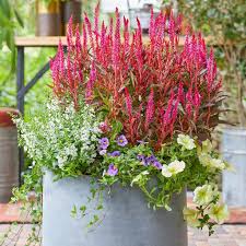 Image result for Celosia nervosa