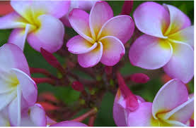 Pin On The Beauty Of A Garden