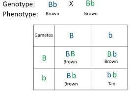 421 a plant species has two alleles for seed shape: A Homozygous Dominant Brown Mouse Is Crossed With A Heterozygous Brown Mouse Tan Is The Recessive Color A Make A Punnett Square B Describe All Possible Phenotypes C List Probabilities Of All