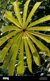 Image result for Musanga