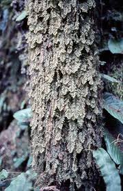 Image result for Hymenophyllum capillare