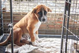 On the other hand, dogs, cats, or any kind of pets need to have a special treatment and care not only play with them for a while, and then leave them alone. Things Shelter Dogs Wish You Knew Reader S Digest