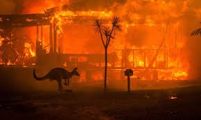 In march 2016, the detective bureau was restructured, establishing a unified command for all investigatory operations to further reduce crime in new york city. Devastadores Incendios Forestales En Australia Historias Descubre Wwf