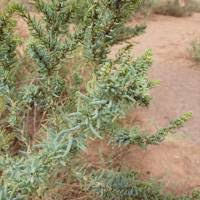 Image result for Suaeda plumosa