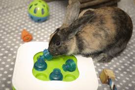 Jumping upward or forward (especially on one foot) the lower extremity of the leg below the ankle situated at the back an animal that is hunted and killed by another for food any instrument or instrumentality used in fighting or hunting a heavy dull. Understanding Rabbit Behavior
