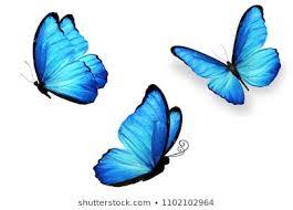 Your kids will love the various shaped wings on the butterflies with beautiful designs. Large Butterfly Morpho With Blue Wings Close Up From Different Angles Close Up Isolated On White Back Blue Butterfly Tattoo Blue Butterflies Blue Butterfly