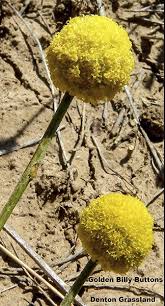 Image result for Pycreus chrysanthus
