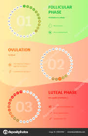 Vector Infographics Chart Female Menstrual Cycle Follicular