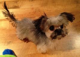 Mi ki puppies for sale and dogs for adoption in california, ca. Testimonials Belle Amie Mi Kis