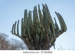 Image result for Lophocereus marginatus