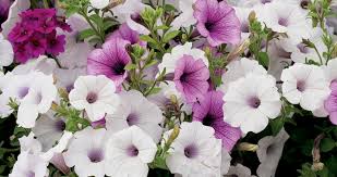 Do you like this video? Bloomiq