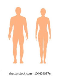 The areola, a thickened, highly pigmented. MuÈ™ca Atractiv PromiÈ›Äƒtoare Body Diagram Leitwolfschule Org