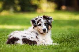 australian shepherd deckruden australian shepherd ruden australian shepherd zuchter deckruden aussies welp welpen australischer schaferhund australian shepherd