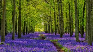 This is our guide to some of the wild flowers that you might find in woodlands and hedgerows. Wallpaper Nature Landscape Trees Forest Plants Walkway Purple Flowers Bluebells England Uk 1920x1080 Francazo 1846739 Hd Wallpapers Wallhere