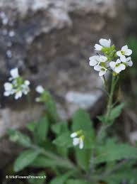 Image result for Arabis