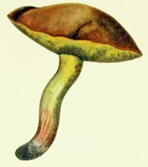Image result for Suillus wasatchicus