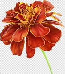Drawing Of Family Southern Cone Marigold Pot Marigold Mexican Marigold Flower Plants Orange Petal Transparent Background Png Clipart Hiclipart Calendula officinalis, hand drawn illustration. drawing of family southern cone