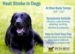 How To Tell If Your Dog Is Having A Heat Stroke Infographic Heat Stroke In Dogs Dogs Heat Stroke