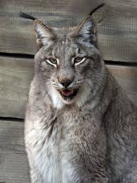 Find singapura kittens for sale on pets4you.com. Siberian Lynx Lynx Animals Wild Cats