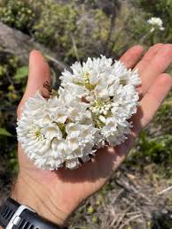 Image result for Xerophyta zambiana