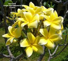 Pin By Jungle Jack S Plumeria On Plumeria For 2013 Fragrant Flowers Plumeria Flowers Perennials