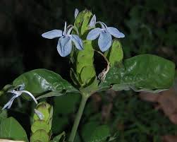 Image result for Ecbolium clarkei