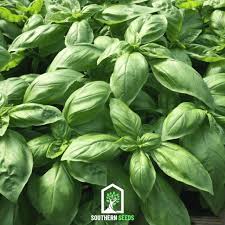 Image result for Ocimum basilicum