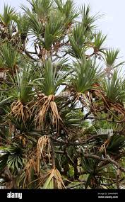 Image result for Pandanaceae