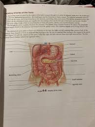Gastric juice secreted by glands in the lining of the stomach, and some by glands situated outside the tract. Solved Cans Labeling Arteries Of The Torso The Descending Chegg Com