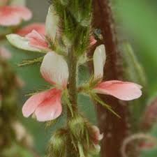 Image result for Indigofera astragalina