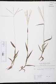 Image result for Digitaria complanata