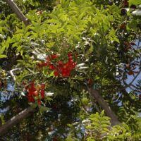 Image result for Canthium inerme