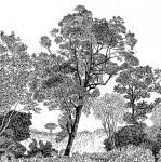 Image result for Anthospermum whyteanum