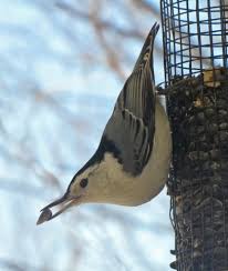 Birds Of Northern Michigan Nuthatch 1 Jpg Northern Michigan Images Gallery Northern Michigan Michigan Image Michigan