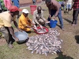 Sud Kivu Olive Mudekereza Inonde Le Marche De Mugogo De Poissons Au Profit De La Population De Walungu Notabilitecd