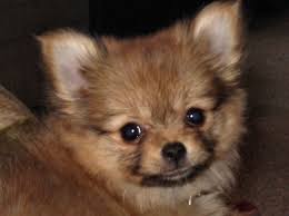 Black And White Maltese Pomeranian Mix Pomeranian Chihuahua Mix Chihuahua Pom Mix Pomeranian Chihuahua Mix Pomchi Puppies Chihuahua Mix Puppies