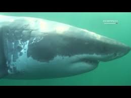 Great white sharks are at around 1.2 m (3.9 ft) when born, and grow about 25 cm (9.8 in) each year. Baby Great White Shark Caught Near Long Island Youtube