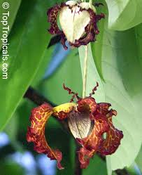 Image result for Monodora