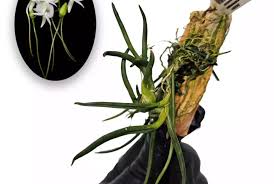Image result for Angraecum sacciferum