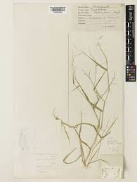 Image result for Eriochloa fatmensis