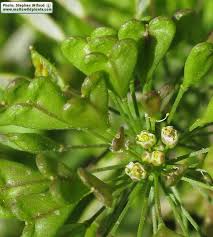 Image result for Capsella