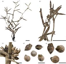 Image result for Diplacrum africanum