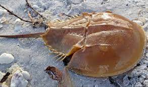 Horseshoe Crabs Save Lives But Their Numbers Are Dwindling