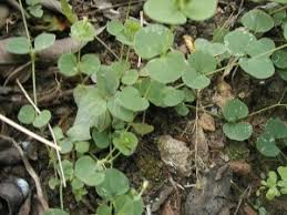 Image result for Drymaria