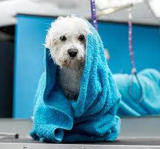 Dog grooming salon in Poole, Dorset. International Crtified Master Groomer 