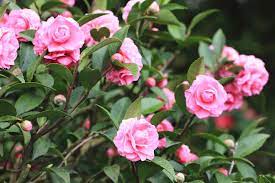 Camellia Flower Meaning Flower Meaning