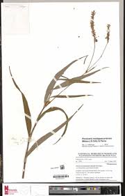 Image result for Persicaria madagascariensis